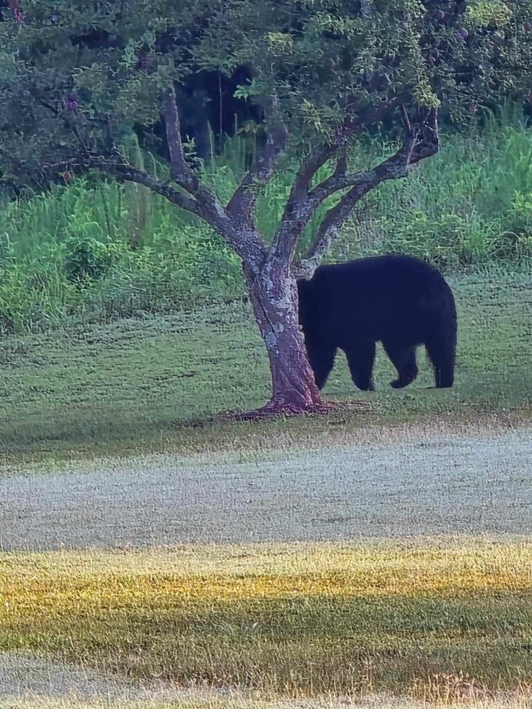 Wedding Venue Near Greenville South Carolina - Ballenger Bridge A bear walks across the lawn outdoor wedding venue in upstate South Carolina upstate South Carolina wildlife