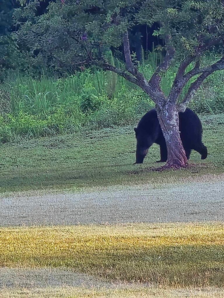 A black bear passes by some fruit trees at a wedding venue outdoors in Greenville South Carolina