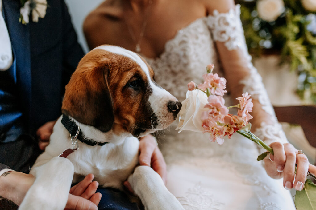 Puppy at a pet friendly wedding in Greenville South Carolina