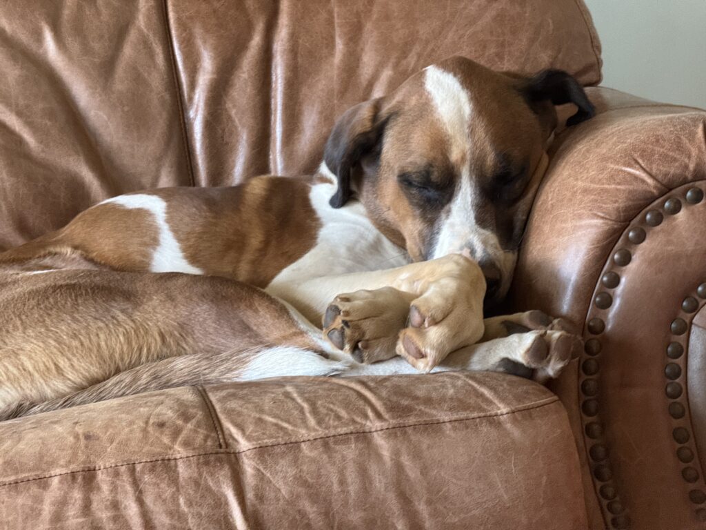 A large dog naps on a brown leather sofa after an exhausting day at the Bridge