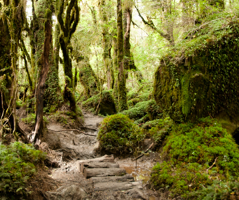 Things To Do In Greenville SC, Outdoor Activities