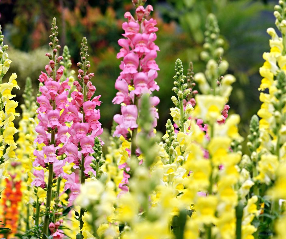 100 Most Popular Wedding Flowers Snapdragons