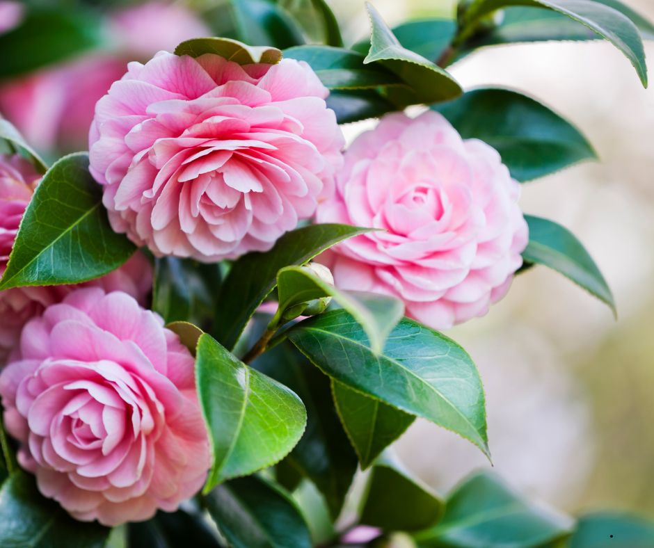 Camelias are popular wedding flowers for Greenville SC wedding venues
