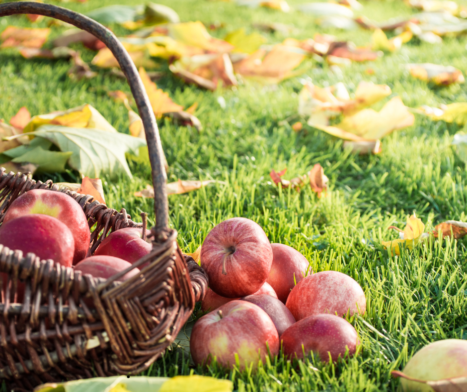 20 Fall Activities for Couples in Greenville, SC